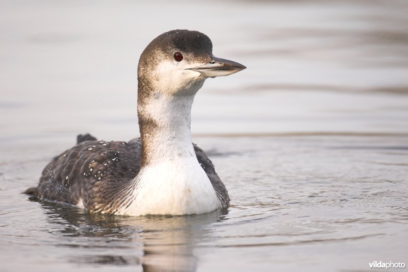 Ijsduiker in winterkleed