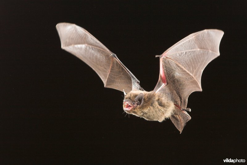 Vliegende Ruige of Nathusius dwergvleermuis