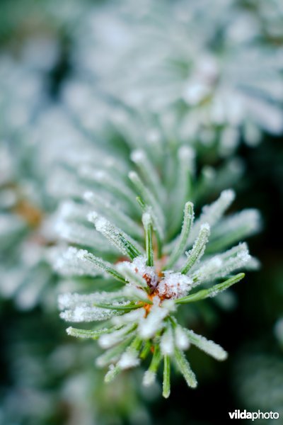 Berijpte Douglasspar