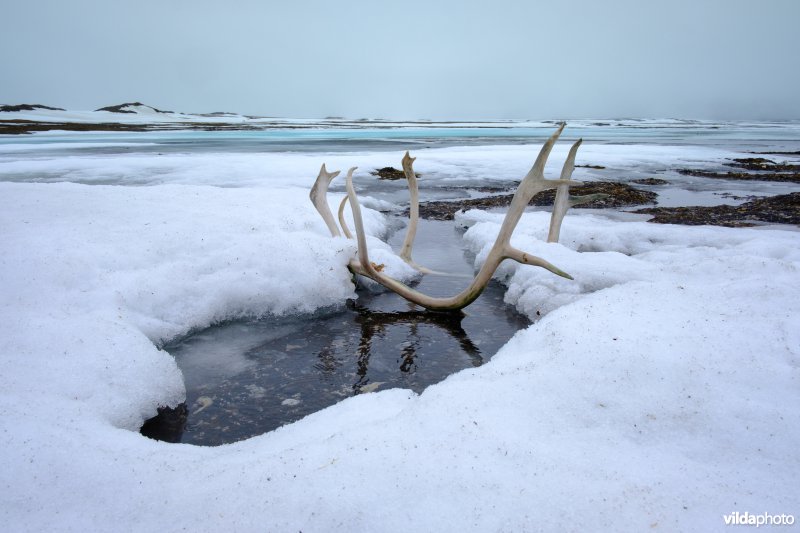 Toendra op Spitsbergen
