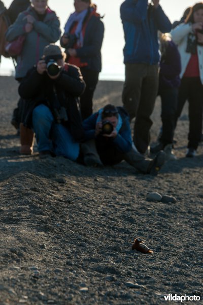 Toeristen fotograferen een rosse franjepoot