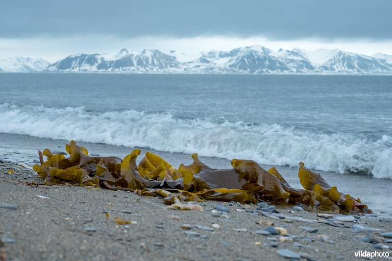 Kelp op een strand op Spitsbergen