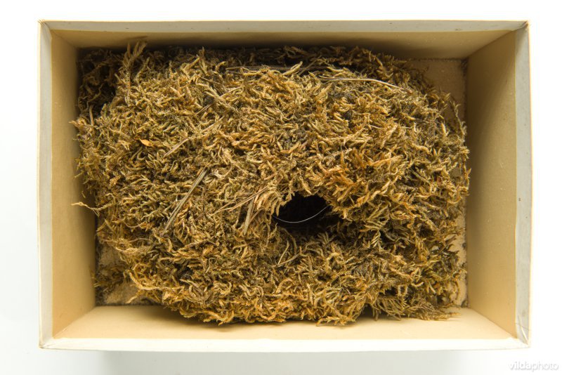 Nest van Winterkoning