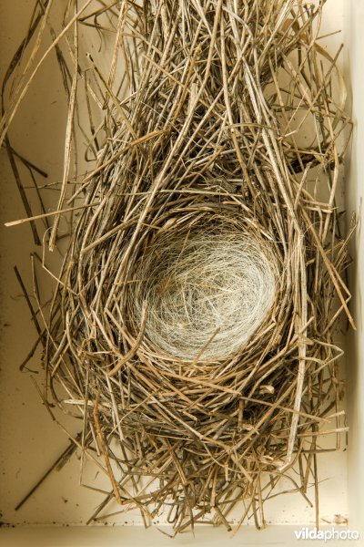 Nest van Rietgors