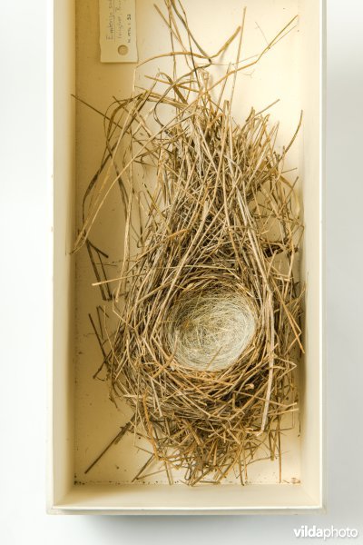 Nest van Rietgors