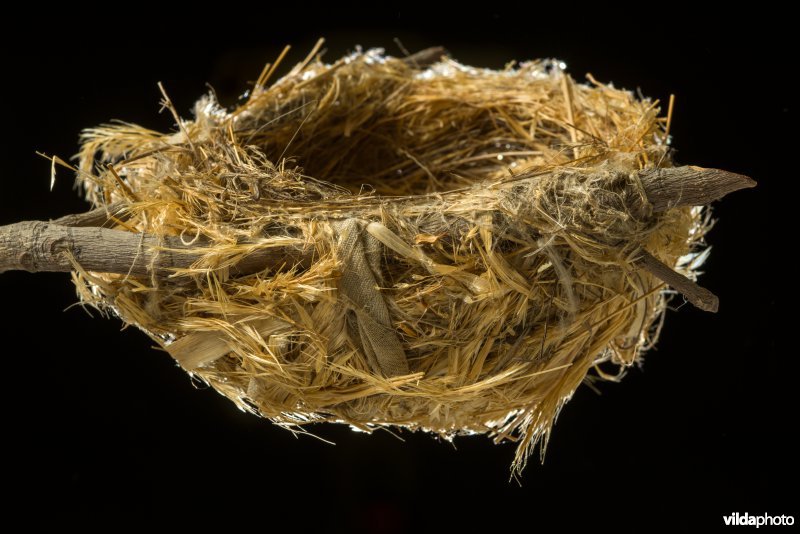 Nest van Wielewaal