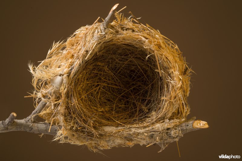 Nest van Wielewaal