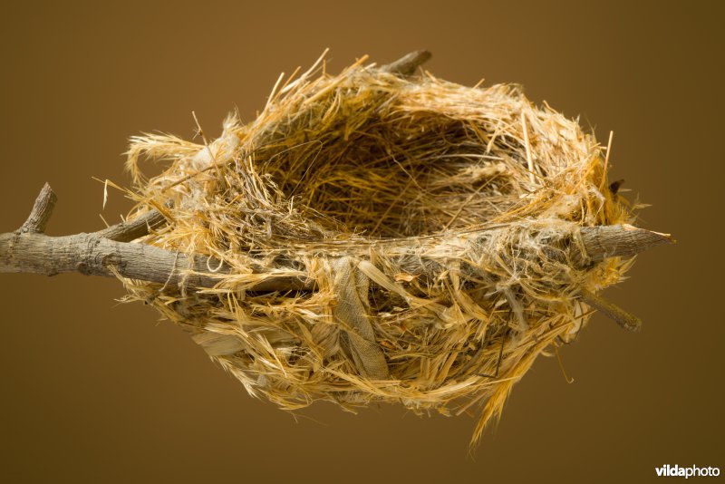 Nest van Wielewaal