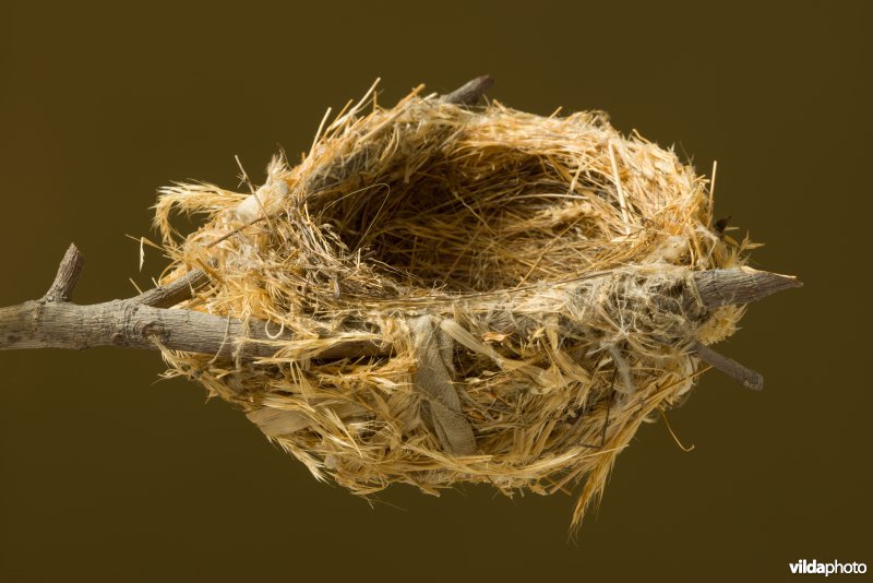 Nest van Wielewaal