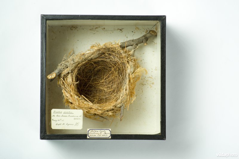 Nest van Wielewaal