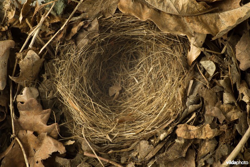 Nest van Nachtegaal