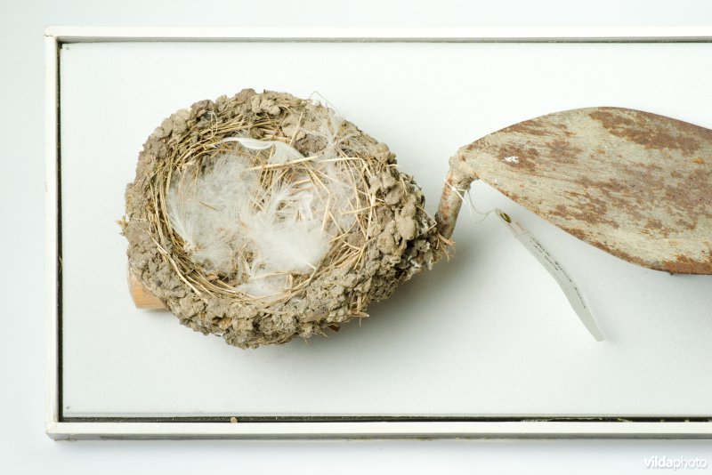 Nest van Boerenzwaluw op metseltroffel