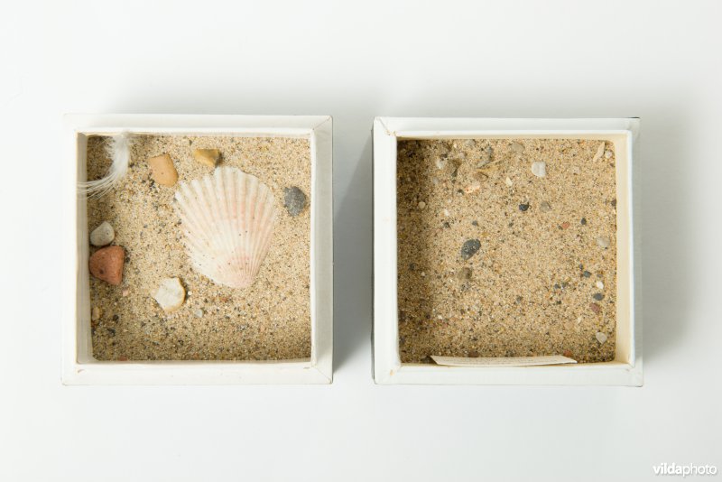 Nestje van dwergstern in een museum