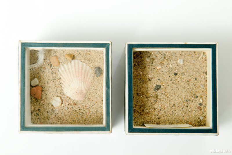 Nestje van dwergstern in een museum