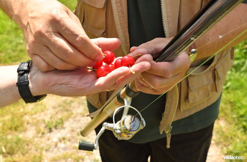 Vissers genieten van Zoete kersen