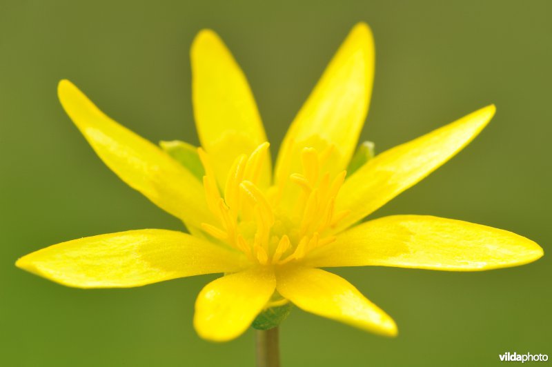 Speenkruid
