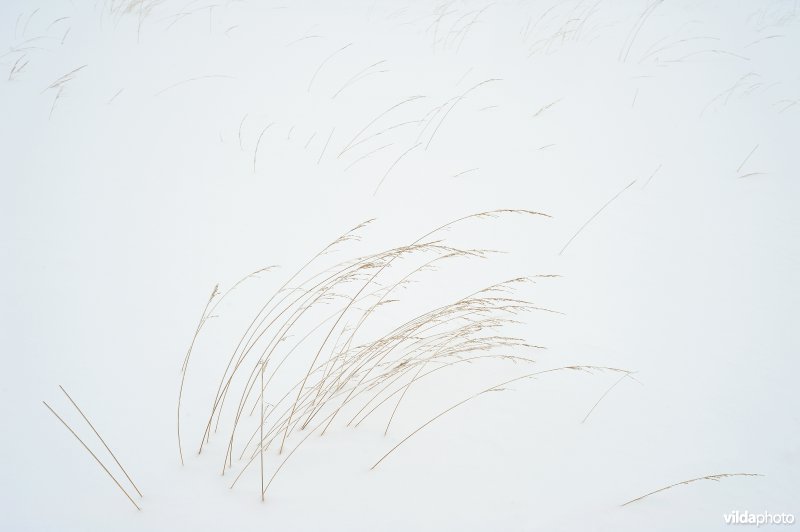 Natuurpark van de Hoge Venen