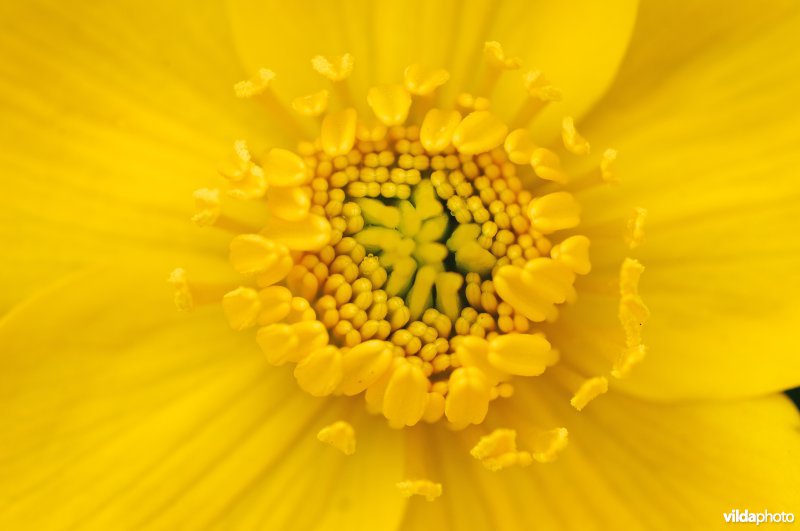 Spindotterbloem