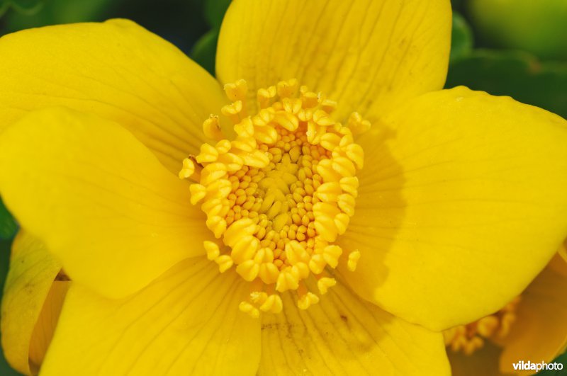 Spindotterbloem