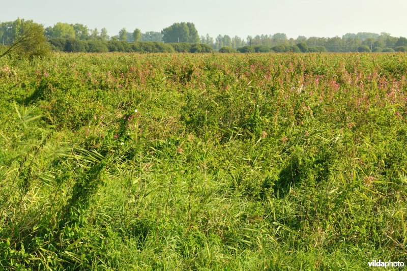 Demervallei: Kloosterbeemden