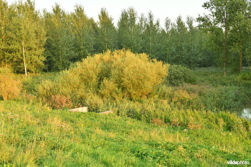 Vlassenbroekse polder