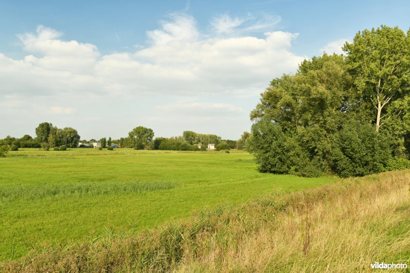 Paardebroek