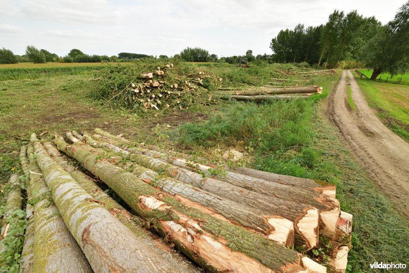 Oude Schelde in de Kalkense meersen