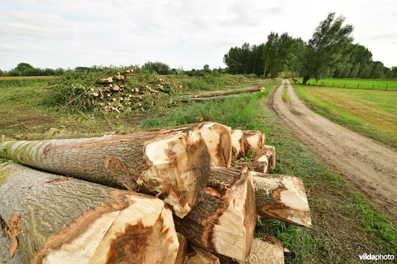 Oude Schelde in de Kalkense meersen