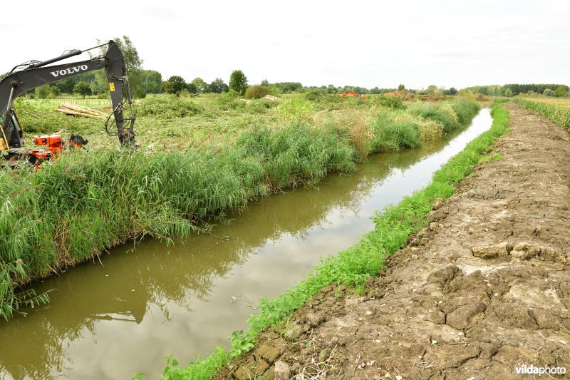 Oude Schelde in de Kalkense meersen