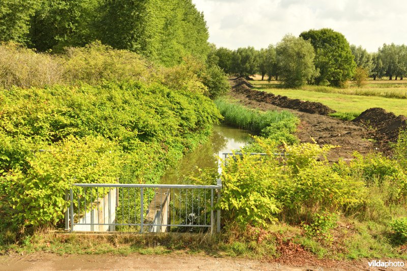 Oude Schelde in de Kalkense meersen