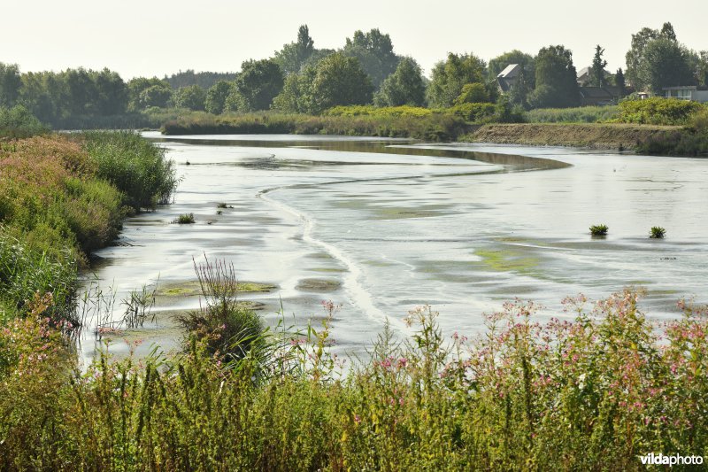 Wijmeers in de Kalkense meersen