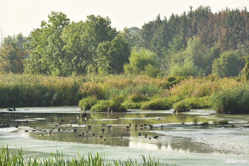 Wijmeers in de Kalkense meersen