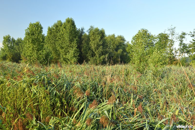 Oude Schelde in de Kalkense meersen