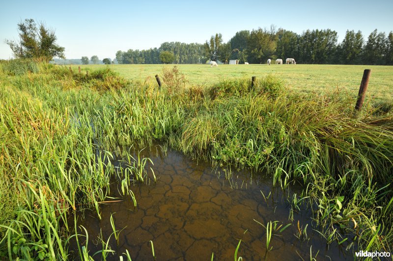 Vingelinkbeekvallei na droge zomer