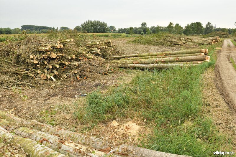 Oude Schelde in de Kalkense meersen