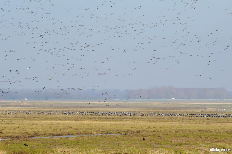 Ganzen in de Eempolder