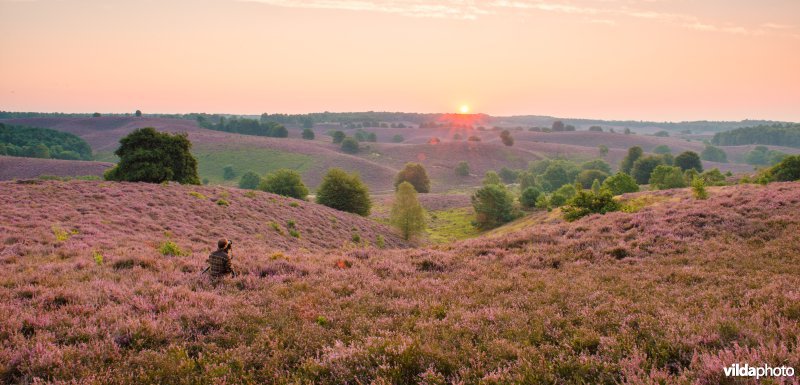 Natuurfotograaf fotografeert bloeiende heide