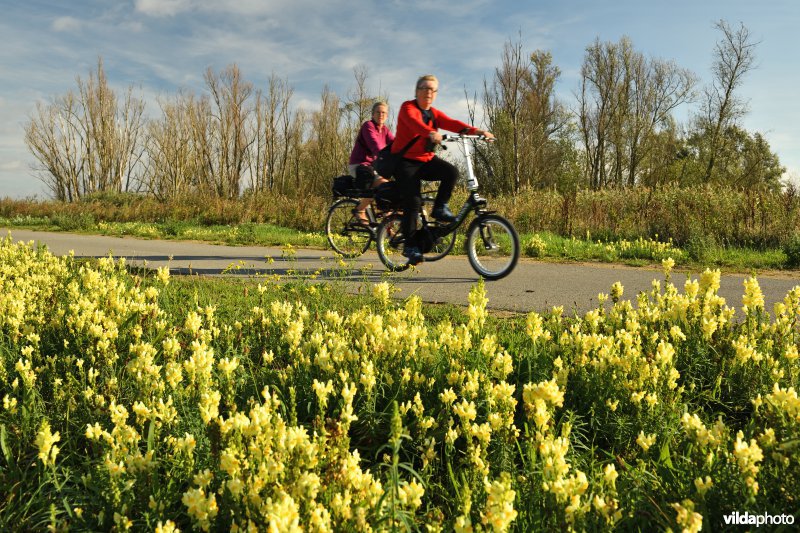 Fietsers langs de Schelde