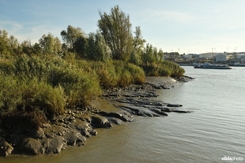 Schorren aan de Schelde