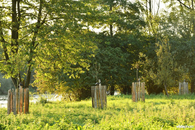 Fruitboomgaard aan het Coninckshofke