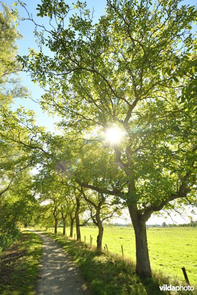 Okkernotenbomen langs de Oude Durme