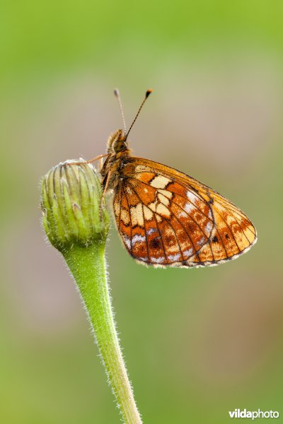 Thors parelmoervlinder