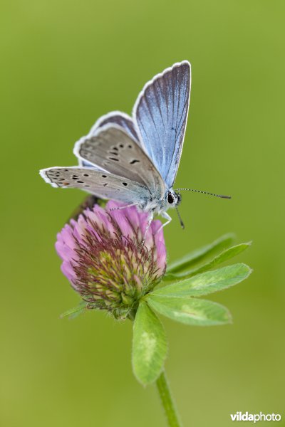 Wikkeblauwtje