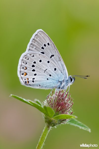 Wikkeblauwtje