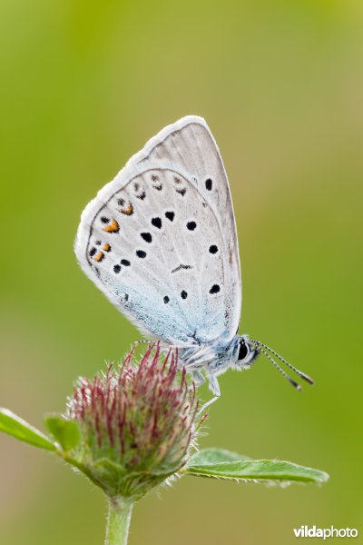 Wikkeblauwtje