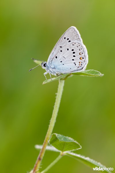 Wikkeblauwtje