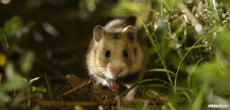 Roemeense hamster