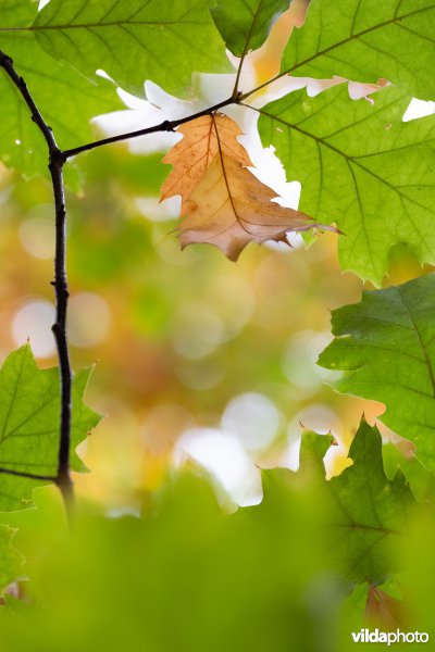 Herfstkleuren van Amerikaanse eik