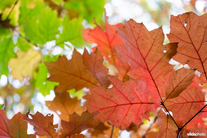 Herfstkleuren van Amerikaanse eik