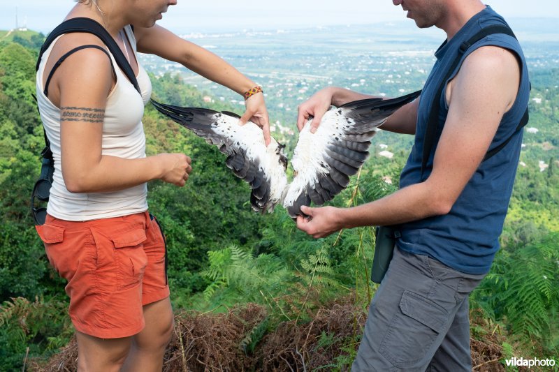 Dwergarend geschoten door stropers